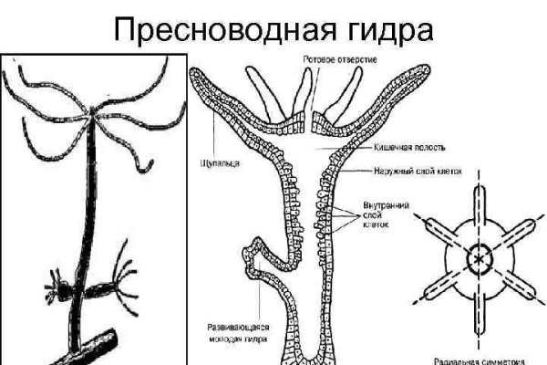 Кракен нарколог